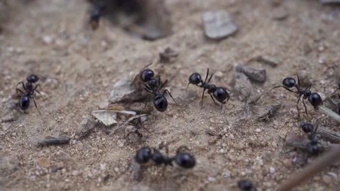 Macro shoot of ants working Stock Footage 231577614