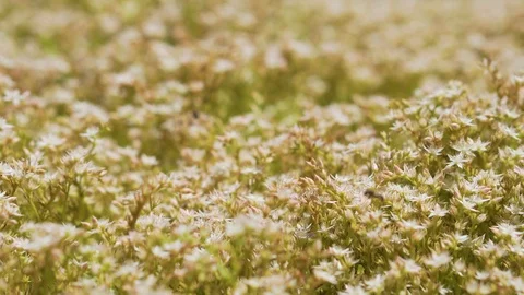 Macro shoot: bees flying above the flowers Видео 94485412