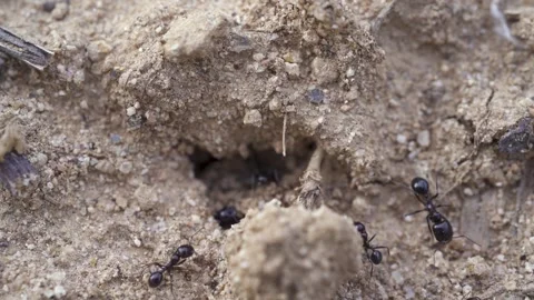 Macro shoot of big of ants. Stock Footage 231577638