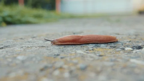 Macro shoot of brown snail crawls on the ground high details and blurred Stock Footage 102746122