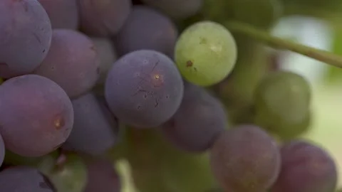 Macro shoot. Bunch of grapes on vine. Purple grapes. Grenache Stock Footage 231553302