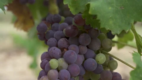 Macro shoot. Bunch of grapes on vine. Purple grapes. Stock Footage 231553308