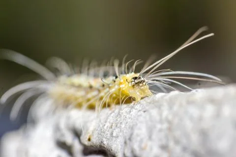 Macro shoot of caterpillar Stock Photos