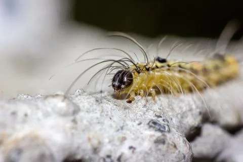 Macro shoot of caterpillar Stock Photos