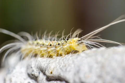 Macro shoot of caterpillar Stock Photos