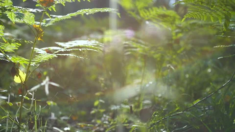 Macro shoot, departure of the camera in the grass consecrated by the sun. When Stock Footage 188308035