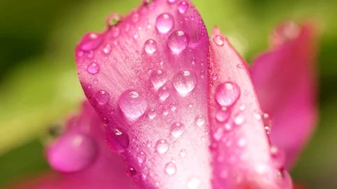 Macro shoot, drops flow down the flower on a green leaf background Stock Footage 100882245