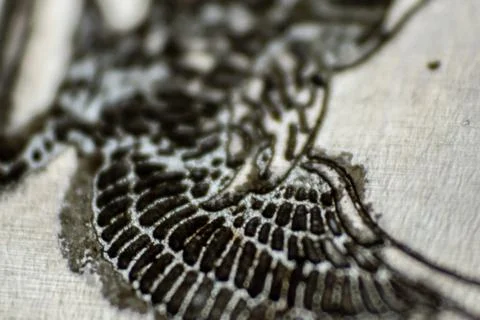 A macro shoot from a eagle drawing Foto stock