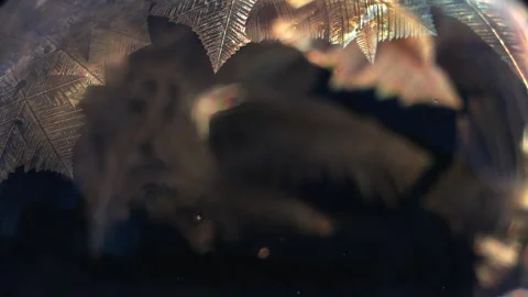 Macro shoot of freezing ice pattern. Growing crystall Stock Footage 262296970