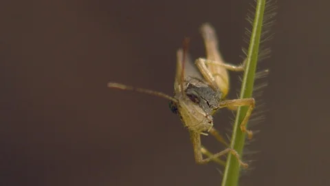 Macro shoot of a grasshopper on a blade of grass raising its wings Stock-Footage 108034764