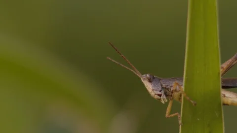 Macro shoot of a grasshopper on a blade of grass flexing its hind legs filmed Stock Footage 108034869