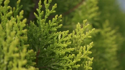 Macro shoot. Green leaf moving wit the wind. Stock Footage 231553201