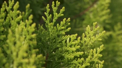 Macro shoot of a green leaf moving with the wind. Stock Footage 231553214