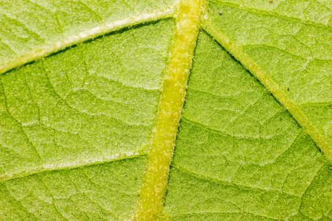 Macro Shoot - Green Leaf Stock Photos