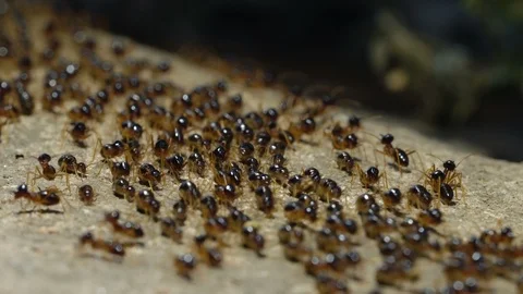Macro shoot of a group of termites Stock Footage 105713785