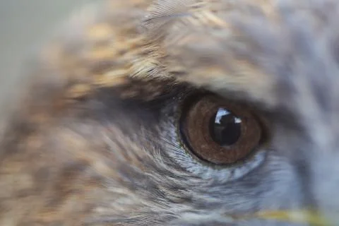 Macro shoot of hawks eye Stock Photos