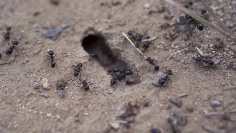 Macro shoot of many ants moving around. Black ants, big and little ants Stock Footage 231577666