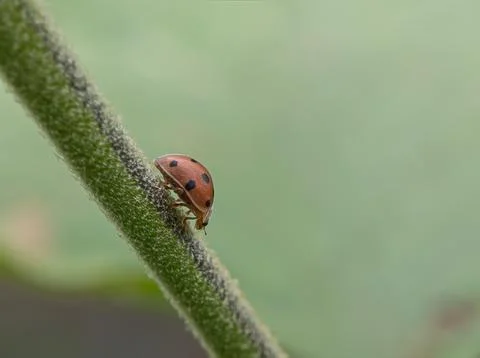 Macro shoot Mexican bean beetle on a branch, bokeh green background Stock Photos