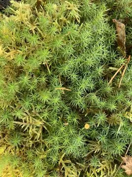 Macro shoot of plants Stock Photos