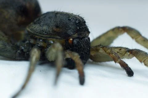Macro shoot of the side view of the wolf  spider Stock Photos