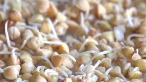 Macro shoot of sprouted buckwheat in a sprouter. Vídeo Stock 137577372