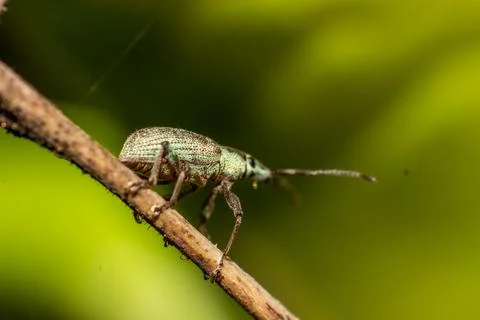 Macro shoot of tree insect Stock Photos