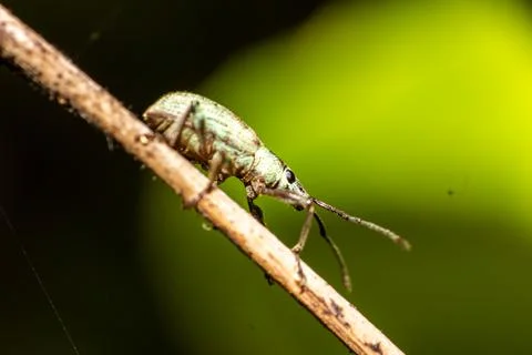 Macro shoot of tree insect Stock Photos