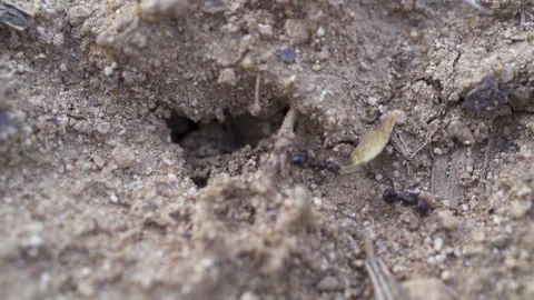 Macro shoot of two ants transporting on a leaf around. Black ants. Slow motion Stock Footage 231577653