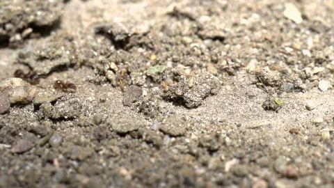 Macro Shoot of Working Ants, 4K UHD Video Stock Footage 77666721