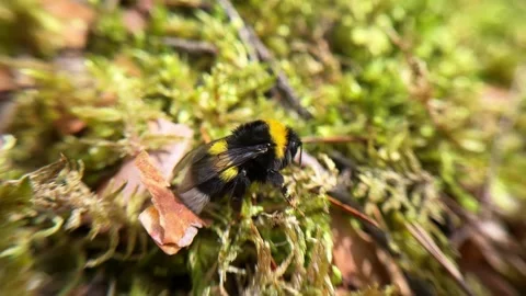 Macro shooting of a bumblebee in the northern forest Video stock 283728684