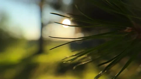Macro shooting of Christmas tree needles against the background of the sun i Video stock 283068239