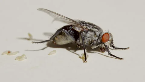 Macro shooting. Fly on a white background close-up. Stock Footage 136941778