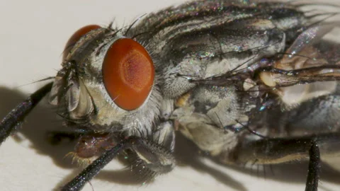 Macro shooting. Fly on a white background close-up. Stock Footage 137000868