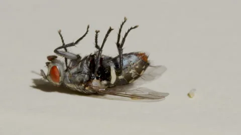 Macro shooting. Fly on a white background close-up. Stock Footage 137001979