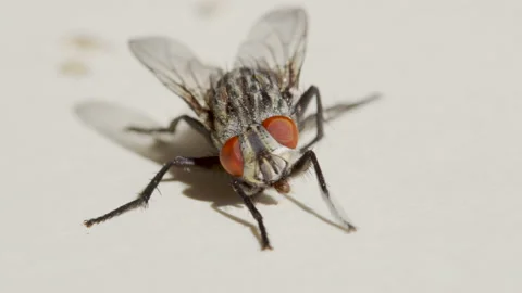 Macro shooting. Fly on a white background close-up. Stock Footage 137085452