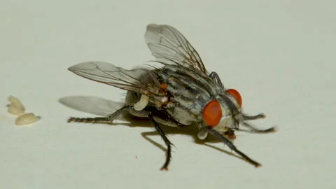 Macro shooting. Fly on a white background close-up. Stock Footage 137204813
