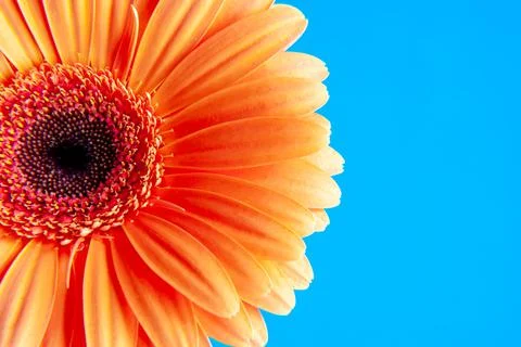 Macro shooting of Gerbera with dew drops on an isolated blue background. Stock Photos