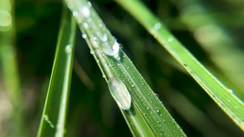 Macro shooting of grass stalks with dew drops. Stock Footage 244644756
