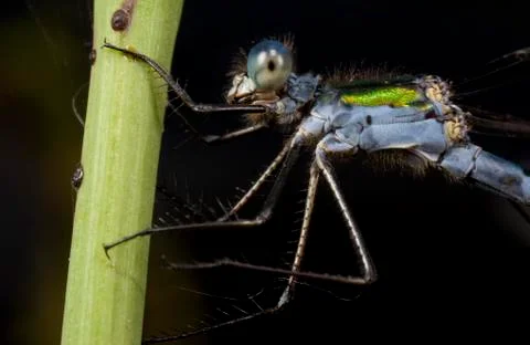 Macro shooting of insects. Out of town. Summer Stock Photos