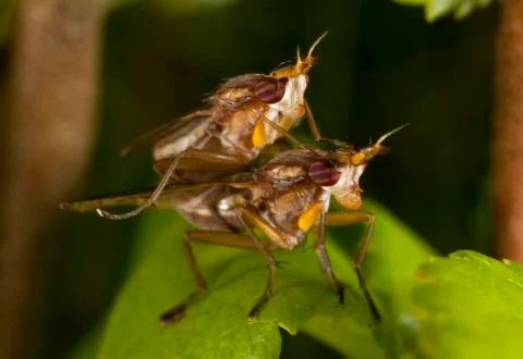 Macro shooting of insects. Out of town. Summer Photos
