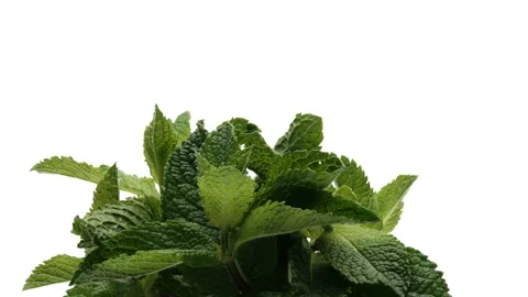 Macro shooting of mint leaves rotating. Isolated on white background. Stock-Footage 157050535