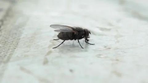 Macro shooting of an ordinary fly on the table for food on the street. Stock Footage 243192934