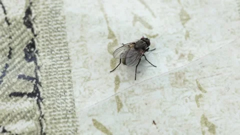 Macro shooting of an ordinary fly on the table for food on the street. Stock Footage 243525019