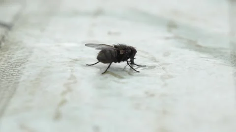 Macro shooting of an ordinary fly on the table for food on the street. Stock Footage 244083780