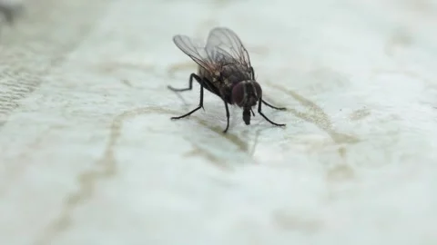 Macro shooting of an ordinary fly on the table for food on the street. Stock Footage 244604813