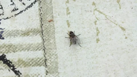 Macro shooting of an ordinary fly on the table for food on the street. Stock Footage 245112975