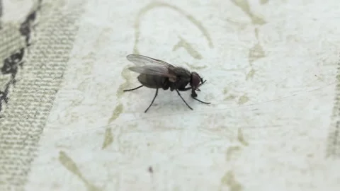 Macro shooting of an ordinary fly on the table for food on the street. Stock Footage 245663309