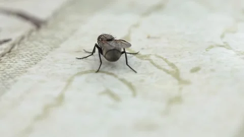 Macro shooting of an ordinary fly on the table for food on the street. Stock Footage 246238785
