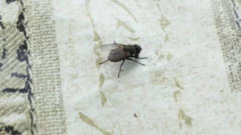 Macro shooting of an ordinary fly on the table for food on the street. Stock-Footage 246644058