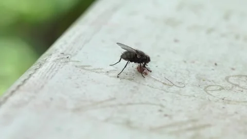 Macro shooting of an ordinary fly on the table for food on the street. Stock Footage 247025879